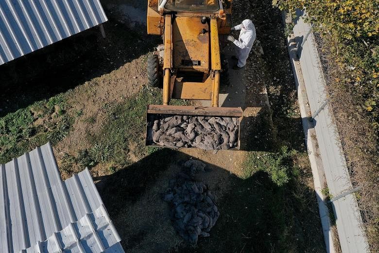Dead minks being removed using an excavator at a farm where the whole herd was culled after numerous animals tested positive for Covid-19, near the village of Kaloneri in Greece, last Saturday. To date, several countries, including Denmark, the Nethe