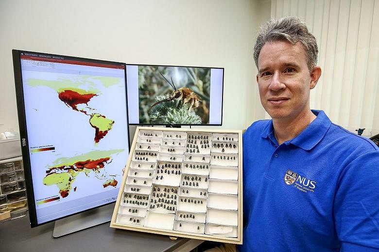 Assistant Professor John Ascher of the National University of Singapore's department of biological sciences is the main data provider for the bee map. PHOTO: LIANHE ZAOBAO