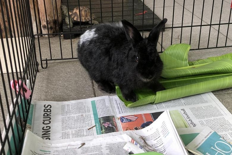 newspaper in rabbit cage