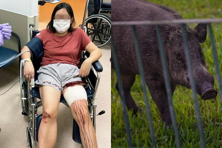 Woman attacked by wild boar while exercising in Sungei Api Api Park | The  Straits Times