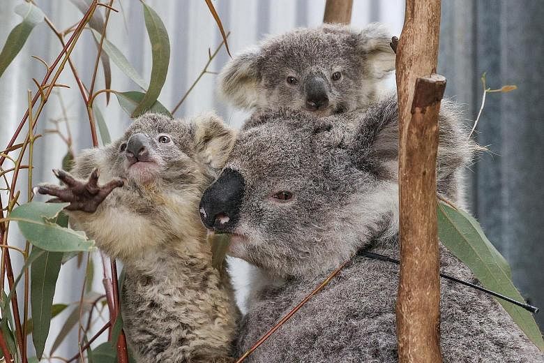 A koala and her twin joeys at a rehabilitation enclosure in Wedderburn, Australia. Under the new strategy, a national koala population census will be undertaken in Australia to identify key habitat areas and protect the animals. The areas range acros