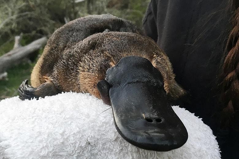The semi-aquatic platypus, unique to Australia, is at risk of disappearing due to severe drought brought by climate change, land clearing for farming and dam-building, say University of New South Wales researchers.