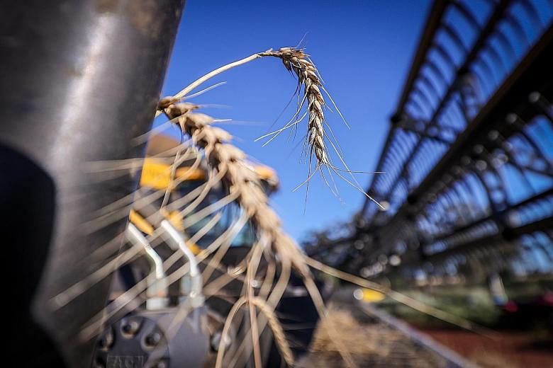 Australian barley farmers, hit by hefty Chinese import tariffs, are considering growing more wheat (above) instead. PHOTO: BLOOMBERG