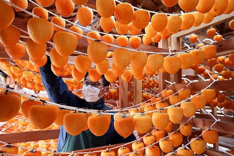 Persimmons, kaki in Japanese, being strung up to air-dry in Marumori in north-eastern Japan's Miyagi prefecture yesterday. Dried persimmons or hoshigaki are a popular snack during winter in Japan. They are also used as a New Year decoration because o
