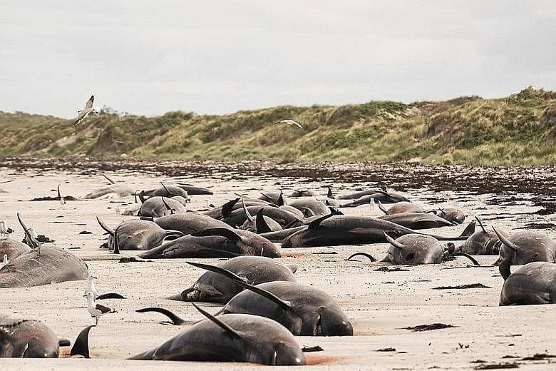 Almost 100 pilot whales have died in a mass stranding on New Zealand's remote Chatham Islands, conservation officials said yesterday. Most of the marine mammals beached themselves over the weekend but rescue efforts were hampered by the area's isolat