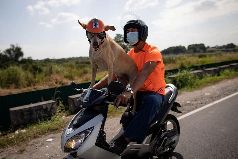 Motorcycle enthusiast Gilbert Delos Reyes riding with his pet dog Bogie in Cavite province outside Manila on Thursday. Bogie, now 11, started riding when it was just four months old. PHOTO: REUTERS