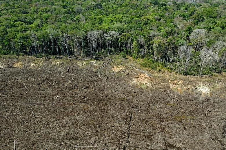An aerial view of a deforested area close to Sinop in the Brazilian state of Mato Grosso. This year, destruction of the Amazon rainforest rose 9.5 per cent from a year earlier to 11,088 sq km.