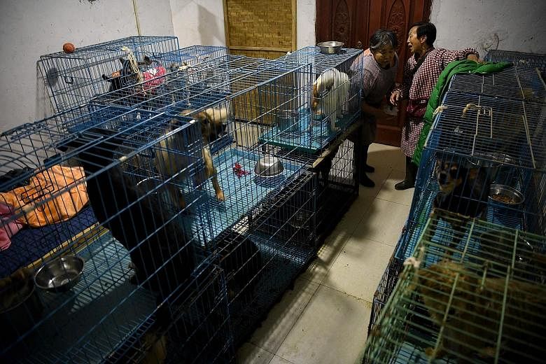 Ms Wen Junhong (top, right) talking to an employee in a room full of rescued dogs kept in cages at her home in Chongqing in south-western China, and preparing food (above) for the more than 1,300 animals that she shares her two-storey hillside home w