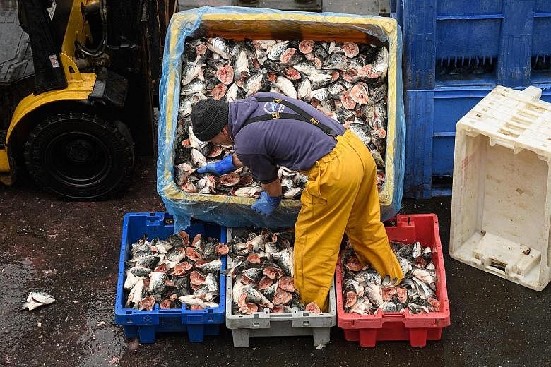 A fisherman at Bridlington Harbour fishing port in north-east England last Friday. Britain is expected to fast-track the movement of perishable goods like seafood when the transition period ends. PHOTO: AGENCE FRANCE-PRESSE A Tesco's supermarket in L