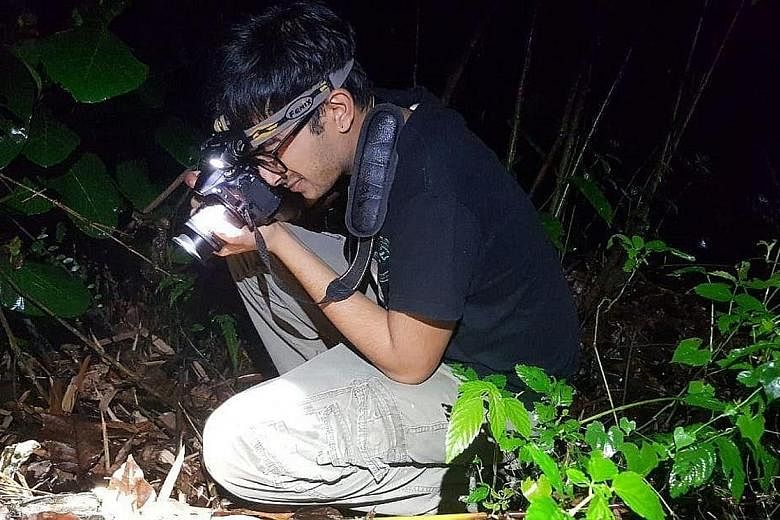 The Malayan horned frog's (above) and Inger's dwarf toadlet's calls have been captured in recordings here. Mr Sankar Ananthanarayanan, co-founder of the Herpetological Society of Singapore, photographing a frog.