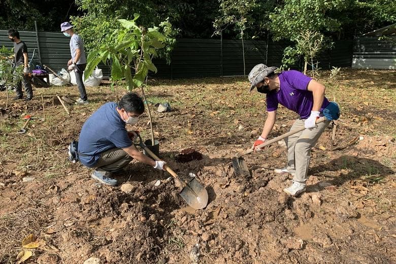Volunteers from nature groups preparing the soil for tree planting at Kranji Coastal Nature Park. They aim to transform the area into a coastal forest over the next five years.