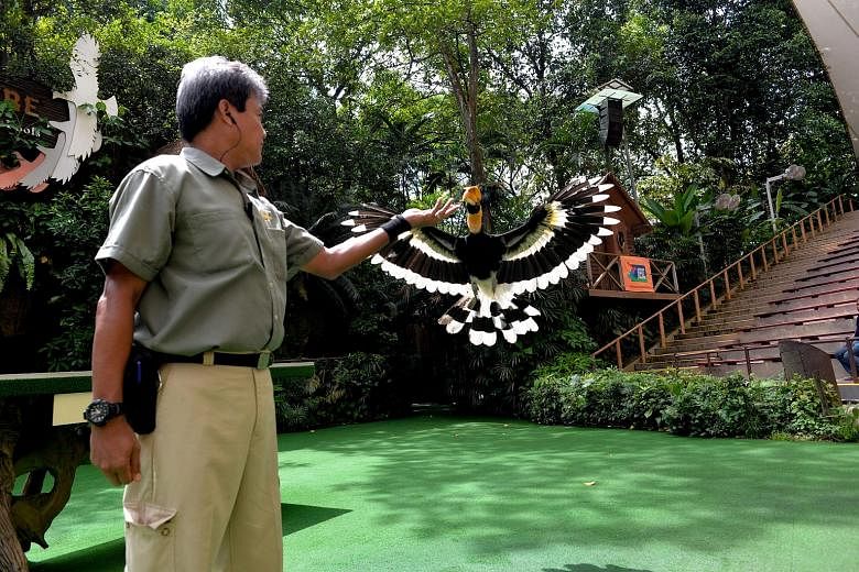 Mr Mohd Saad Yahya, assistant manager of animal presentations at Jurong Bird Park, with Sunny the hornbill. As part of the park's 50th anniversary initiatives, admission tickets will be priced at $2.50 for all local residents next month. Visitors can
