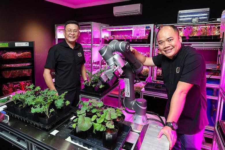 Commonwealth Greens, an urban farm in Singapore set up by agri-tech firm Archisen, grows leafy greens hydroponically along the 2.4m-tall pillars in its grow rooms. When the greens on a pillar mature, the pillar can be moved to a processing room for h
