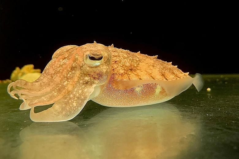 Presented with a choice between one shrimp or two, cuttlefish in the study chose the single shrimp significantly more often than two after learning from experience that they will be rewarded for this choice.