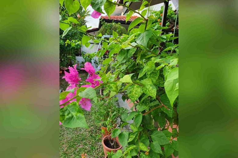 Multi-coloured bougainvillea, octopus trees, watering issues and nets ...