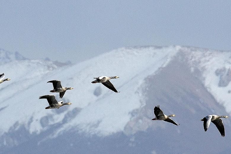 Above: Bar-headed geese are the extreme migrants of the Central Asian Flyway, reaching altitudes of more than 7,000m on their daunting journeys across the Himalayas. Left: A satellite tag on the common redshank allows for real-time tracking of its mo