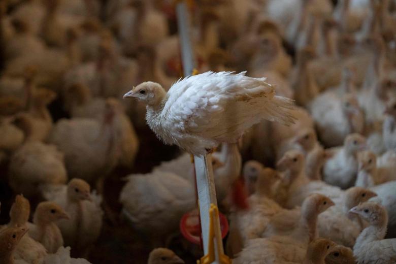 Germany orders 62,000 poultry culled after bird flu found on farms ...