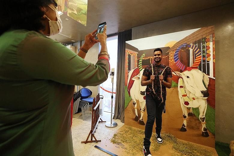 Visitors can pose at the Indian Heritage Centre's interactive photo booths, showcasing life-like paintings of cattle and rice farming, as part of the Pongal Day Out programme, which runs until Jan 17. Other physical events to mark the harvest festiva