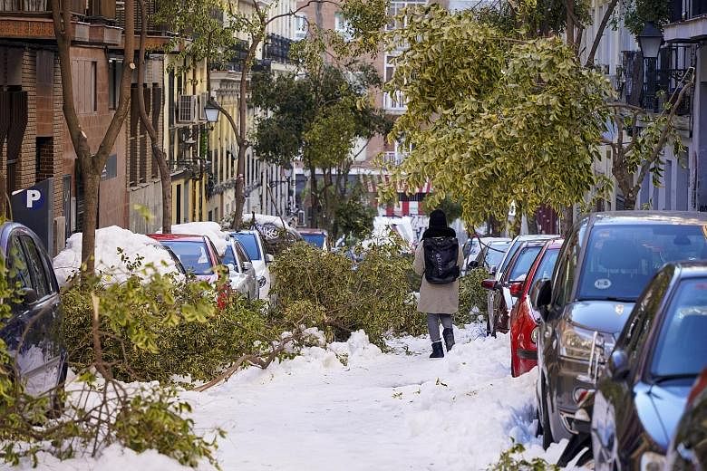 Trees felled by heavy snowfall on a street in Madrid's Lavapies neighbourhood yesterday. After experiencing the heaviest snowfall in 50 years, the city restarted efforts to return to normal yesterday, despite shortages of snow ploughs and salt. With 