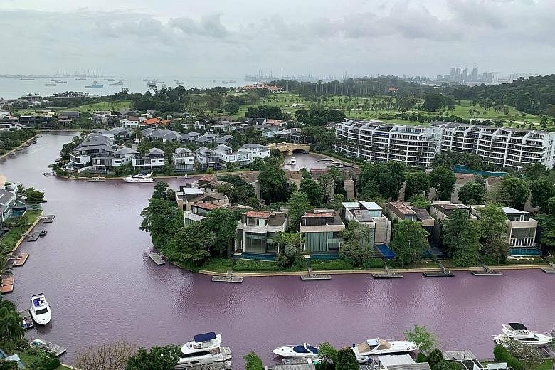 The waterway running through Sentosa South Cove at about 3pm yesterday appeared pinkish-purple. Dr Sandric Leong, senior research fellow at the National University of Singapore's Tropical Marine Science Institute, said the coloured water was caused b
