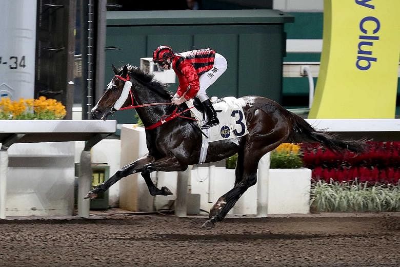 Kings Shield is arguably Hong Kong's classiest dirt horse. He is hoping to take tomorrow's Race 3 over 1,650m to earn a ticket to the Dubai World Cup Carnival in late March.