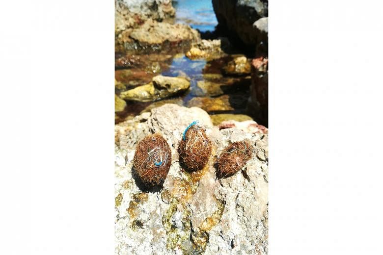 Balls of seagrass fibre known as Neptune balls have been found by researchers to trap plastic waste in the marine environment at the high density of 1,500 plastic bits per kilogram of sea balls.