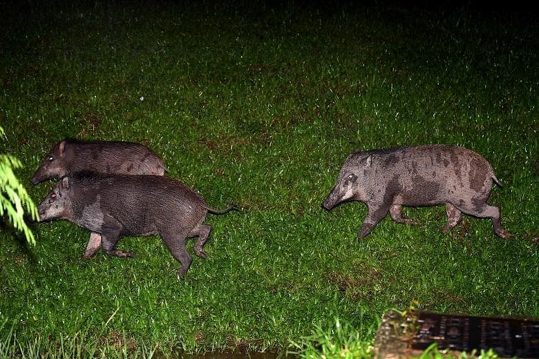 Left: Wild boars spotted in Lorong Halus in Singapore's north-east last Tuesday. ST PHOTO: DESMOND FOO Below: Cake and bread dumped at a feeding hot spot for wild boars in Lorong Halus in 2017. PHOTO: ANIMAL CONCERNS RESEARCH AND EDUCATION SOCIETY