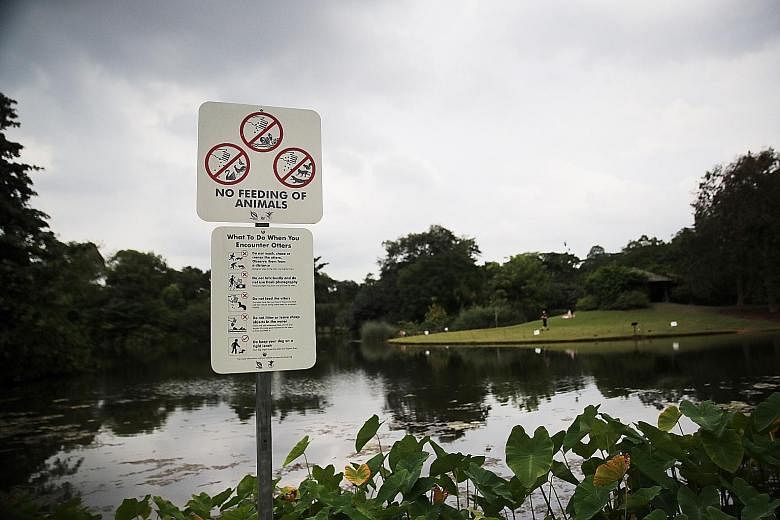 A sign at Eco Lake at the Singapore Botanic Gardens warns people not to feed animals. Under the Wildlife Act, the feeding and release of wildlife are illegal islandwide. In recent years, there have been numerous reports of negative human-wildlife enc