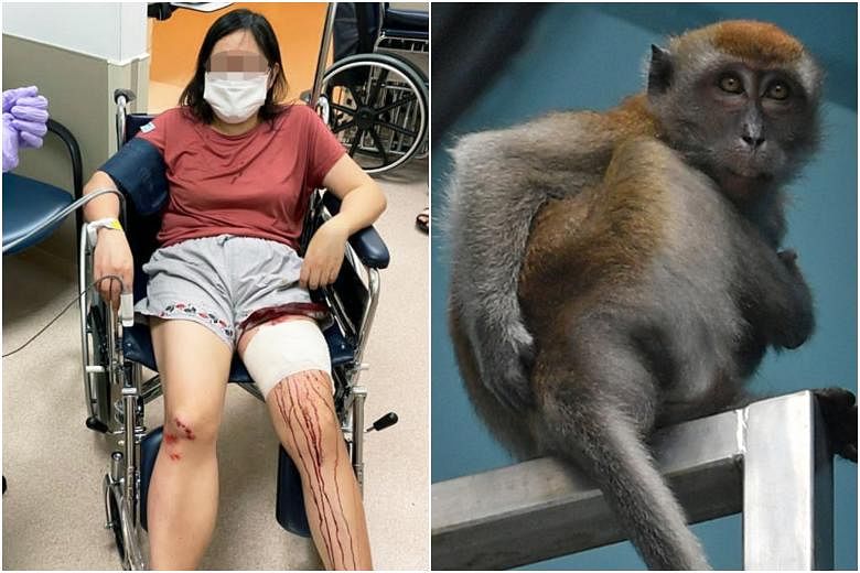 From wild boars to macaques, 4 attacks and other incidents related to  feeding Singapore's wildlife | The Straits Times