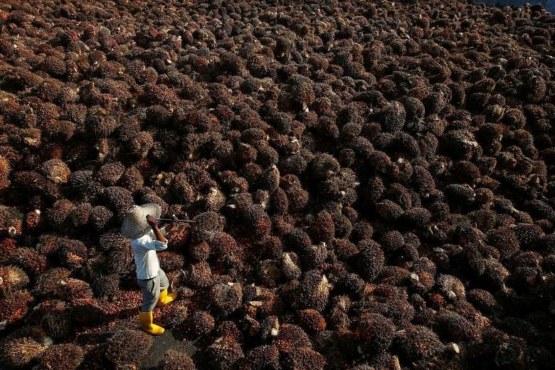 A worker at a palm oil factory in Malaysia. The European Union is set to intensify discussions this year on legislation on deforestation and sustainable food systems that could limit the use of palm oil in food and fuel. The Council of Palm Oil Produ