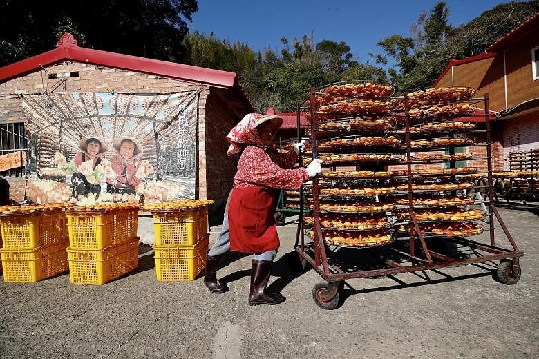 180-YEAR-OLD PRACTICE: Taiwanese farmers drying persimmons under the sun (above). The farm in Hsinchu County in Taiwan chooses to dehydrate the fruit the traditional way. For 180 years, its workers have been peeling the fruit by hand, eschewing machi