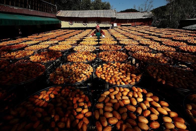 180-YEAR-OLD PRACTICE: Taiwanese farmers drying persimmons under the sun (above). The farm in Hsinchu County in Taiwan chooses to dehydrate the fruit the traditional way. For 180 years, its workers have been peeling the fruit by hand, eschewing machi