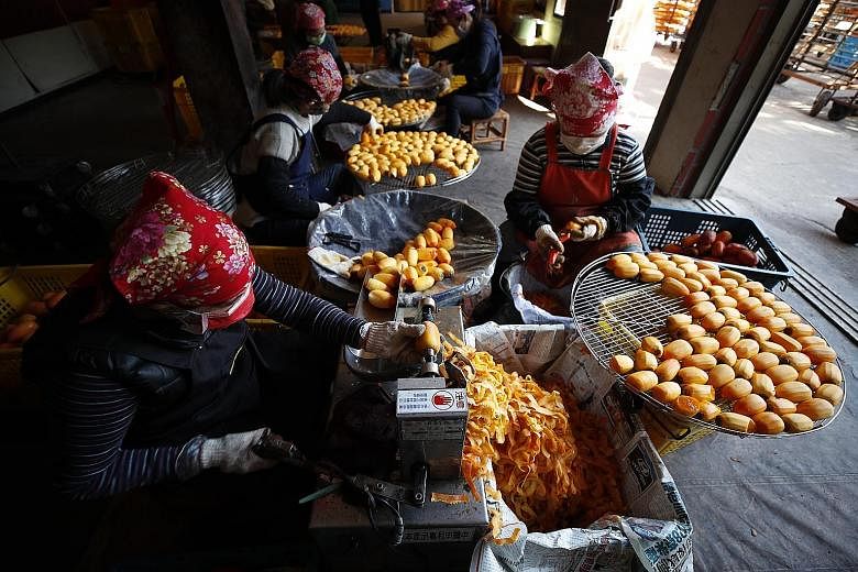 180-YEAR-OLD PRACTICE: Taiwanese farmers drying persimmons under the sun. The farm in Hsinchu County in Taiwan chooses to dehydrate the fruit the traditional way. For 180 years, its workers have been peeling the fruit by hand (above), eschewing machi