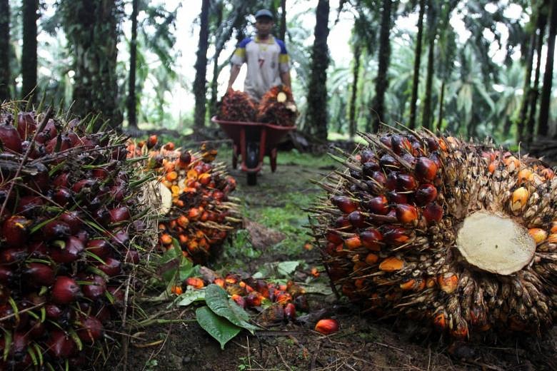 Indonesia's palm oil-powered 'green diesel' fuels threat to forests ...