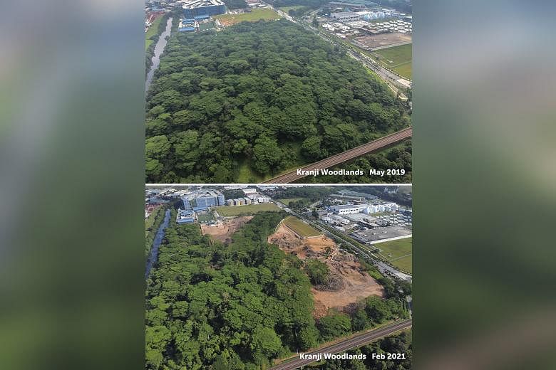 Aerial photos of Kranji woodland taken in May 2019 and this month. The photo taken this month shows a narrow strip of trees near the Rail Corridor, with much of the rest cleared. Beginning at the end of last December, green patches were cleared on th