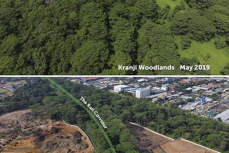Aerial photos of the Kranji woodland area taken in May 2019 (left) and this month, which shows just a narrow strip of trees near the rail corridor, with much of the site cleared, to the consternation of nature groups. Two plots of forested land that 
