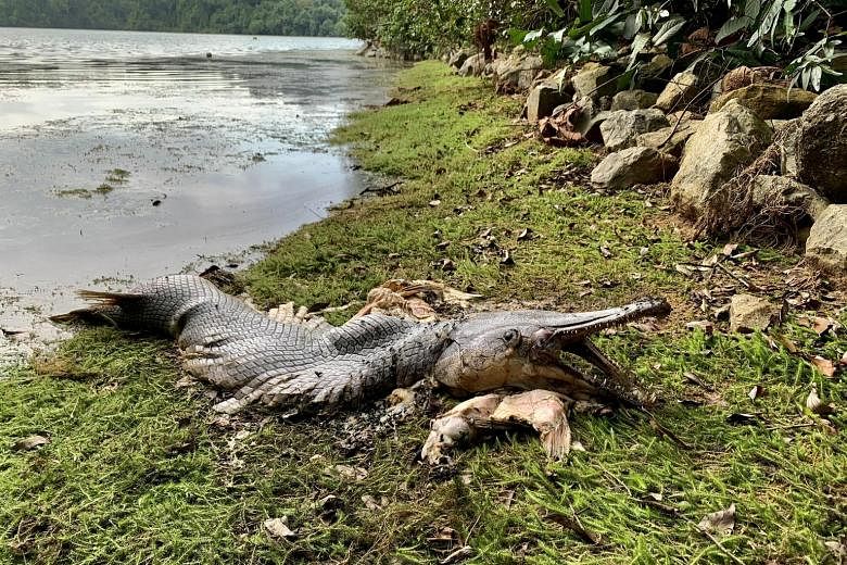 The rotting carcass of an alligator gar at MacRitchie Reservoir on Sunday. The fish, which is native to North America and can grow to a length of 2.5m, is "rather common" in local fish shops where juveniles of around 20cm are sold. Under the Public U