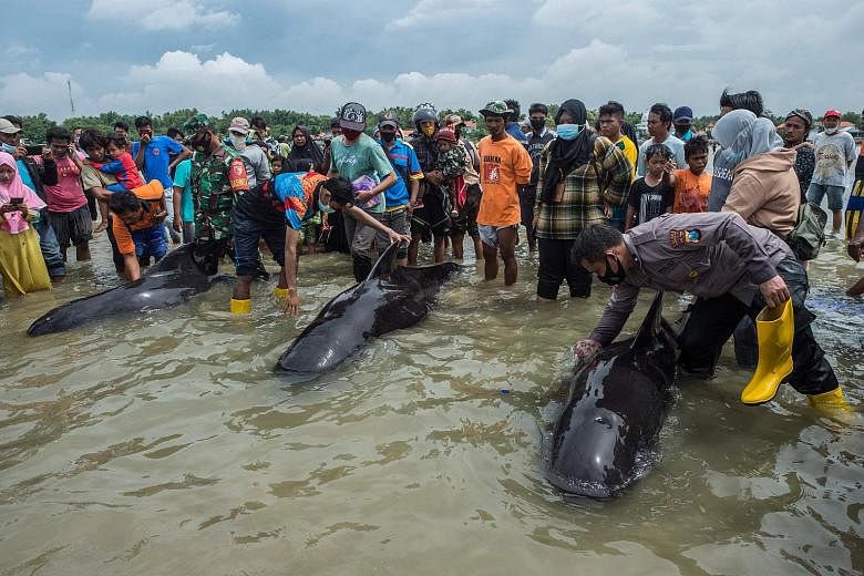 Indonesian volunteers save six beached whales