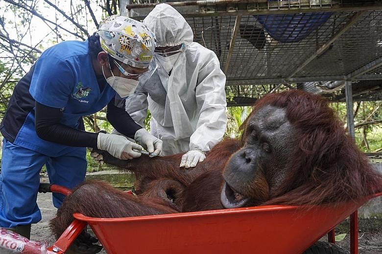 A worker releasing an orang utan into Bukit Batikap Protection Forest in the Indonesian province of Central Kalimantan on Feb 16. PHOTO: EPA-EFE The orang utans were sedated with tranquillisers (top) and placed in transport cages encased in netting b