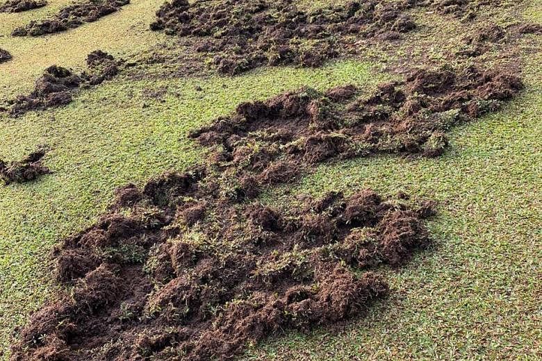 A photograph taken by the writer last week showing some of the damage caused by wild boars on a golf course fairway at Singapore Island Country Club.