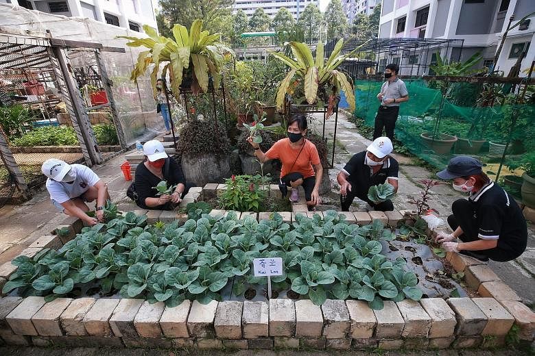 Community volunteers harvesting vegetables for distribution to needy residents in Sembawang West and Admiralty yesterday, in the first giveaway under the Sembawang GRC Gardens Give Back Project that saw 270 receive about 200kg of vegetables.