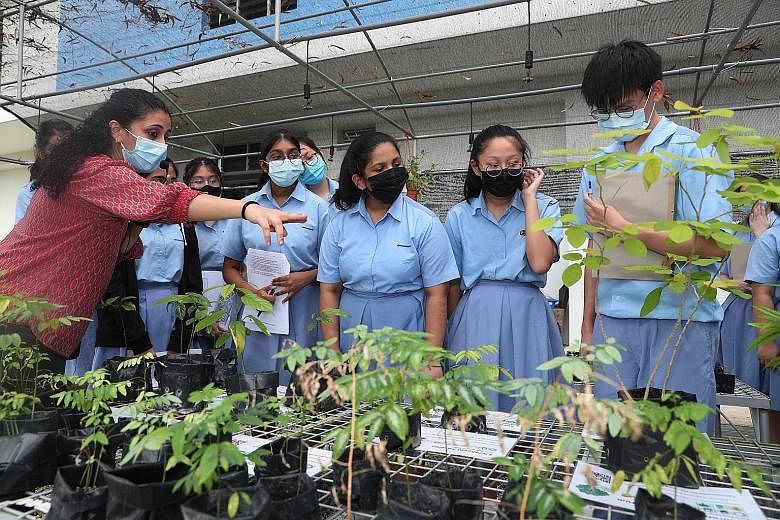 Above: Teacher Swapna Haresh Teckwani conducting a biology lesson at Commonwealth Secondary School's nursery last week. Below: Secondary 4 students from Commonwealth Secondary observing a caterpillar up close. The school took about three years, from 
