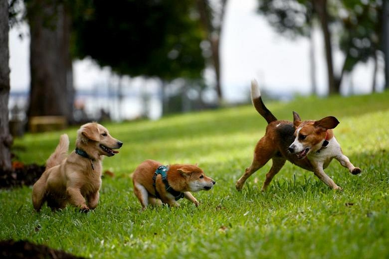 Welfare of pets as important as their owners in a pandemic: Experts ...