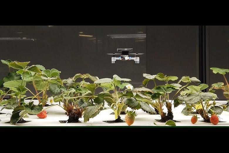 Start-up Polybee, one of eight finalists in the Lee Kuan Yew Global Business Plan Competition, developed a way of pollinating indoor-grown fruit using autonomous micro-drones like the one above. (From left): MyrLabs founder and managing director Gabr