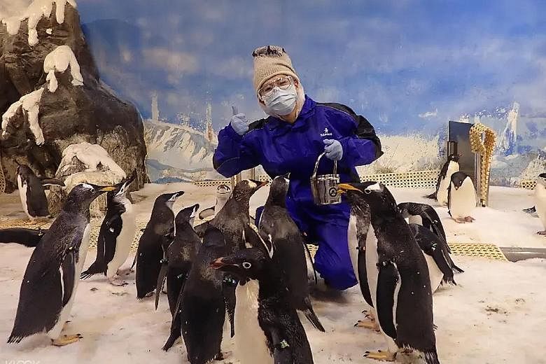 Ms Sarah Wan (above), Klook's general manager for Singapore, expects demand for hyper-local experiences, such as feeding penguins (right) at Taiwan's National Museum of Marine Biology and Aquarium.