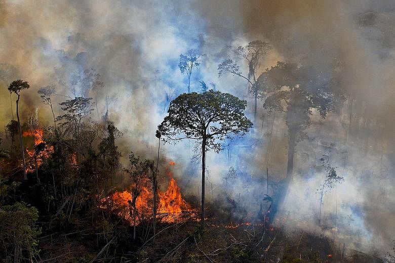 A photo from last August showing a fire in the Amazon rainforest reserve in Brazil's Para state. A global analysis just out shows primary rainforest loss was highest in Brazil last year, jumping 25 per cent to 1.7 million ha, in part due to severe fi