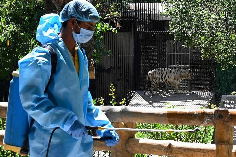 A staff member of the National Zoological Park in New Delhi yesterday, sanitising the area outside an enclosure housing a white tiger. The number of daily cases of Covid-19 in India has shot up to more than 50,000, and domestic demand for vaccines is