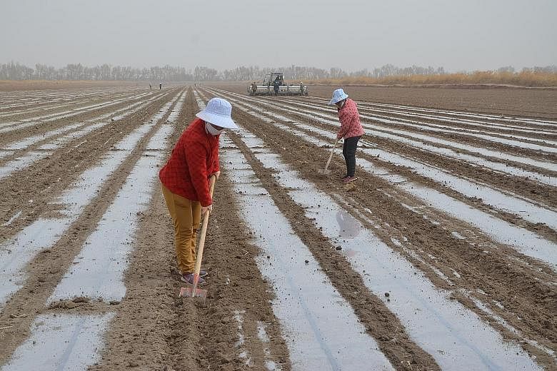 Workers in a cotton field in the Xinjiang Uighur Autonomous Region last week. Claims made by some Western fashion brands that they refuse to use Xinjiang cotton due to the alleged use of forced labour in the region have triggered a strong backlash fr