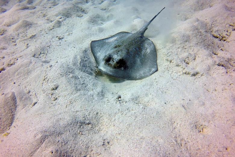 2 stung in Sentosa: Stingrays common around S'pore but docile unless ...