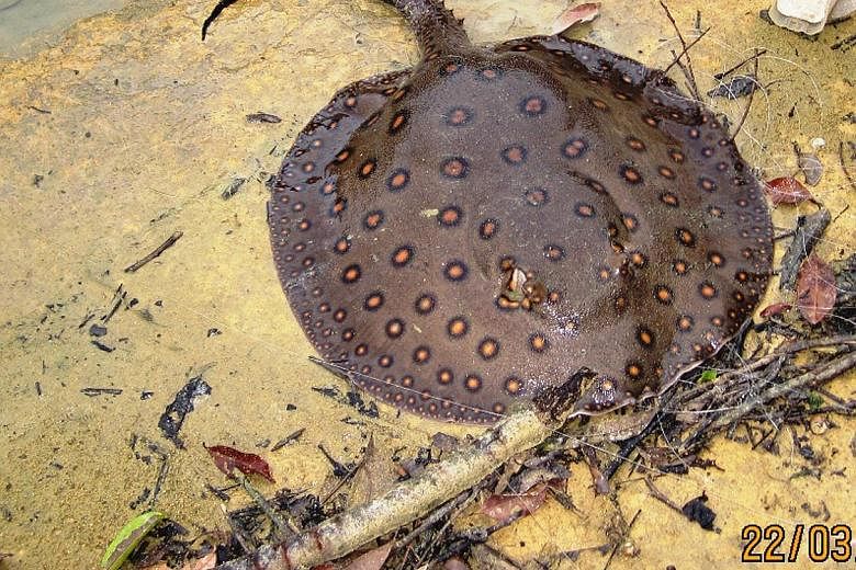 Stingrays, which use their barbed stings for defensive purposes, are commonly found in Singapore's shallow coastal waters and can be difficult to spot when buried under sediment. PHOTO: ST READER